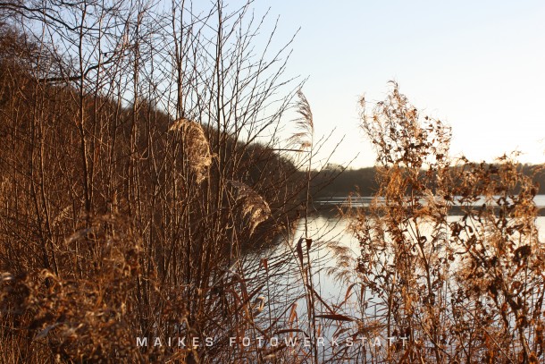 Lütjensee Abendlicht 2008.jpg