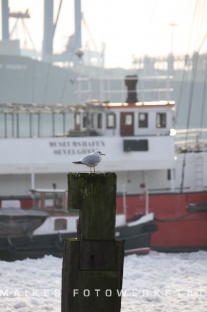HH - Hamburger Möwe 2009.jpg