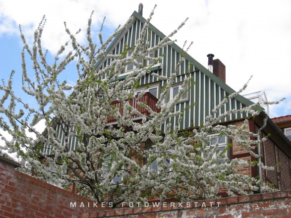 Lauenburg Frühling 2008.jpg