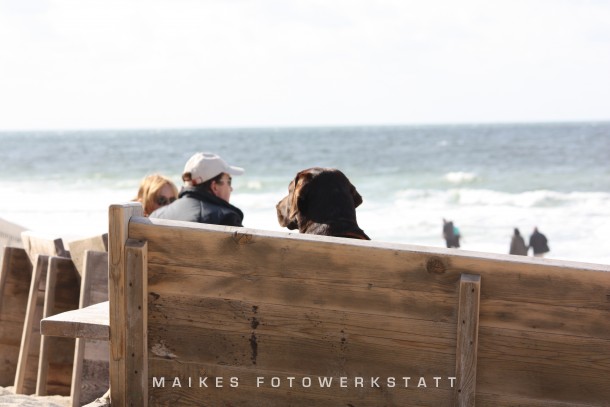 Sehen und gesehen werden Sylt 2009.jpg