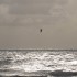 Kite vor Westerland Sylt 2009.jpg