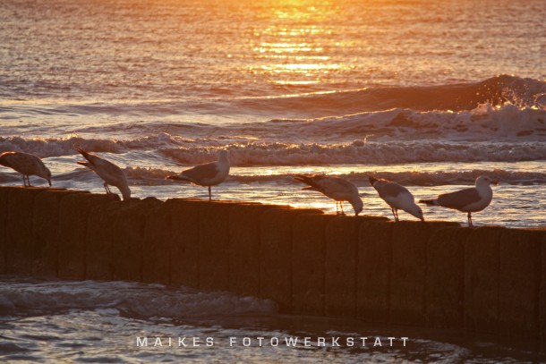 Westerländer Möwen Sylt 2009.jpg