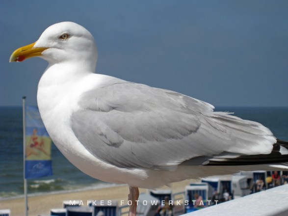 Westerländer Möwe Sylt 2009.jpg