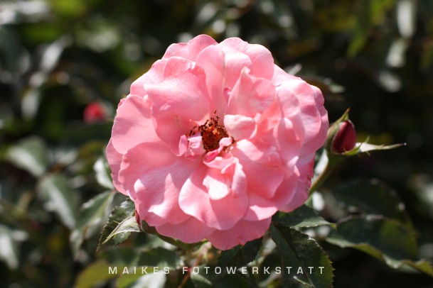 Rosenblätter 1.jpg