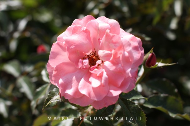 Rosenblätter 1.jpg