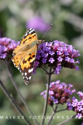 Schmetterling I.jpg