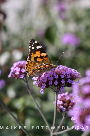 Schmetterling II.jpg
