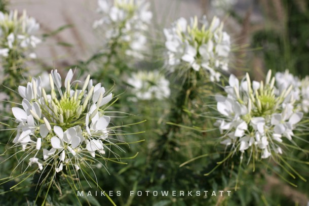 Blumenwiese II.jpg